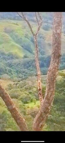 SE VENDE FINCA ÚNICA EN TABARCIA DE MORA, CIUDAD COLÓN SAN JOSÉ, COSTA RICA. in Tabarcia, Mora, San José — ₡ 250 000 000