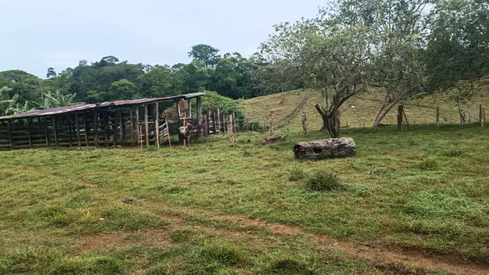 SE VENDE ÚTIL FINCA EN CUTRIS DE SAN CARLOS. en Cutris, San Carlos, Alajuela — ₡ 205 000 000 - Foto 3 de 5