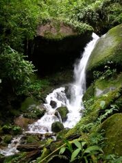 SE VENDEN 95 HECTÁREAS DE BOSQUE PRIMARIO EN PÉREZ ZELEDÓN.  en San Pedro, Pérez Zeledón, San José — $1,200,000 - Foto 4 de 17