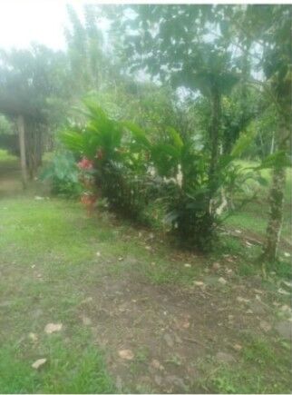 Finca  EN VENTA 2HA  Río Celeste- GUATUSO  en Katira, Guatuso, Alajuela — ₡ 65 000 000