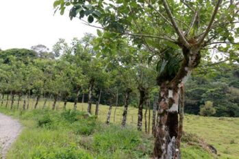 Se vende amplia propiedad de 219 hectáreas en Guápiles de Limón 23-908 en Guápiles, Pococí, Limón — $5,300,000 - Foto 5 de 15