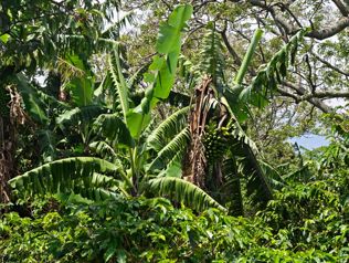 VENTA FINCA DE CAFETO 7.449M2 EN SAN RAFAEL DE HEREDIA en San Rafael, Heredia — 140 000 000 ₡ - Foto 2 de 2