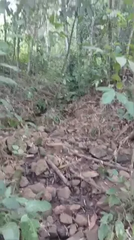 SE VENDE BELLA FINCA EN JAVILLOS, BUENOS AIRES, PUNTARENAS.  en Buenos Aires, Puntarenas — ₡ 25 000 000 - Foto 3 de 5