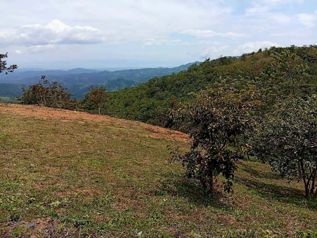 Lote en venta en Piedades Sur, San Ramón | 713 m² in Piedades Sur, San Ramón, Alajuela — 17 500 000 ₡ - Photo 4 of 8