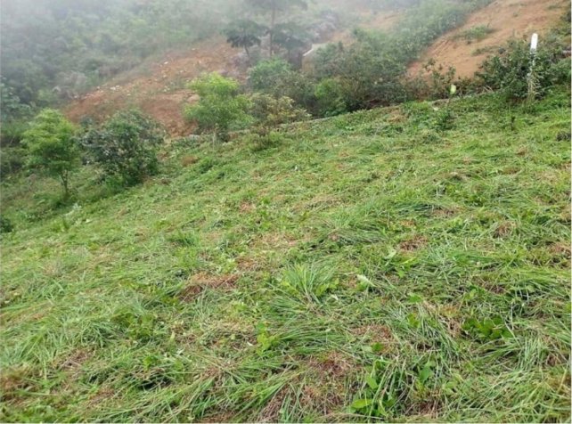 SE VENDE BELLA PROPIEDAD EN PIEDADES SUR DE SAN RAMÓN. en Piedades Sur, San Ramón, Alajuela — ₡ 17 500 000 - Foto 2 de 5