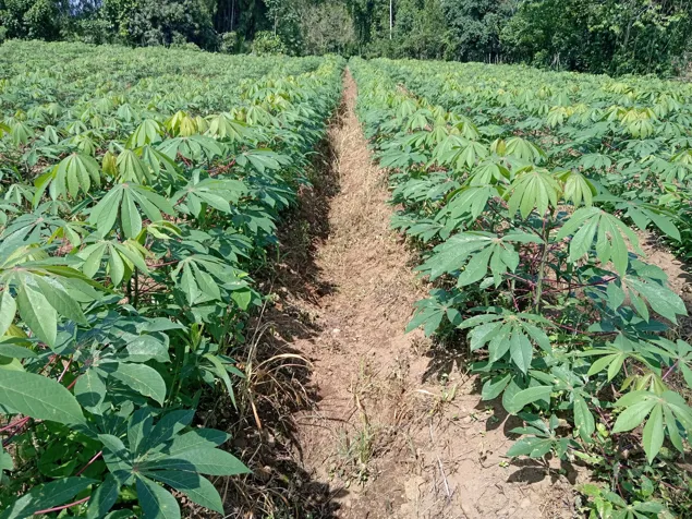 FINCA EN VENTA en Guápiles, Pococí, Limón — ₡ 50 000 000 - Foto 2 de 3