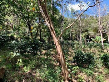 VENTA DE LOTE, ALAJUELA, ATENAS, SANTA EULALIA, CALLE VAINILLA en Santa Eulalia, Atenas, Alajuela — $99,740 - Foto 4 de 4