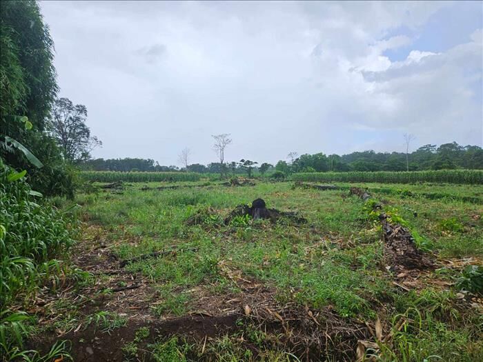 SE VENDE BELLA Y ÚTIL FINCA EN GUÁCIMO, LIMÓN. in Río Jiménez, Guácimo, Limón — ₡ 15 000 000