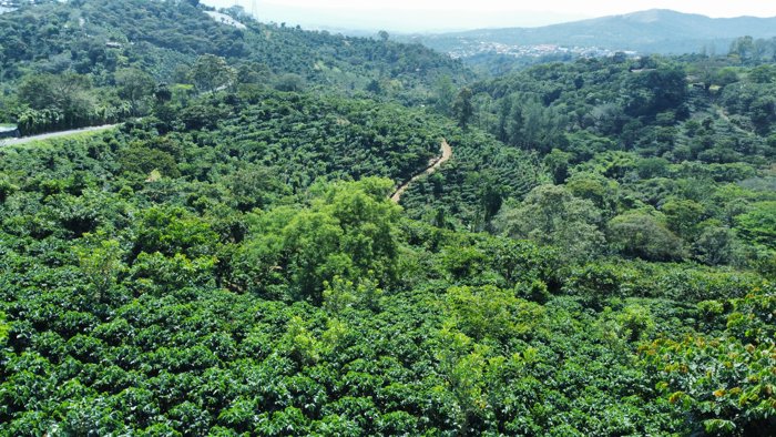 FINCA EN VENTA, ALAJUELA, NARANJO, CAFE DE ALTURA in Naranjo, Alajuela — $875,000