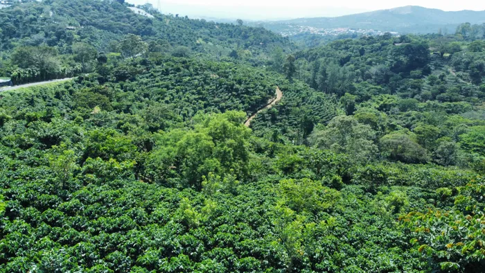 FINCA EN VENTA, ALAJUELA, NARANJO, CAFE DE ALTURA en Naranjo, Alajuela — $875,000