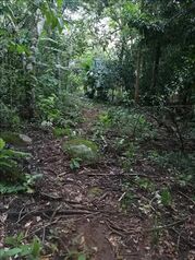SE VENDE BELLA Y BARATA FINCA EN PUNTARENAS. en Volcán, Buenos Aires, Puntarenas — 21 000 000 ₡ - Foto 4 de 5