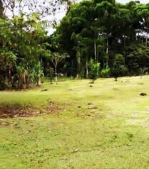 BELLÍSIMA PROPIEDAD TIPO QUINTA EN SARAPIQUÍ.  en Las Horquetas, Sarapiquí, Heredia — 32 500 000 ₡ - Foto 4 de 4