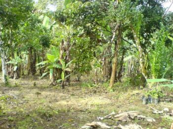 MLS-23-2560 KQ VENTA LOTE LA ORTIGA TURRIALBA  in Santa Teresita, Turrialba, Cartago — 43 500 000 ₡ - Photo 4 of 8