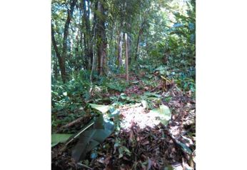 VENTA DE LOTE, LIMÓN, PUERTO VIEJO, COCLES in Cahuita, Talamanca, Limón — $75,000 - Photo 4 of 5