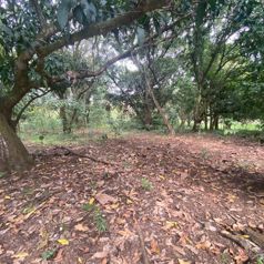 VENTA DE LOTE,  USO MIXTO, ALAJUELA, OROTINA, HACIENDA VIEJA in Hacienda Vieja, Orotina, Alajuela — $275,000 - Photo 2 of 4