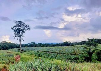 VENTA DE FINCA, HEREDIA, SARAPIQUÍ, GOLFITO, LA CUREÑA en Las Horquetas, Sarapiquí, Heredia — $550,000 - Foto 2 de 15