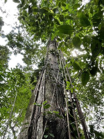 REBAJADA!  FINCA EN BRISAS DE VERAGUA, RAINFOREST LIMON COSTA RICA in Carrandi, Matina, Limón — $150,000