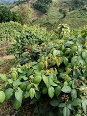Venta de Finca en El Guarco de Cartago. RAH 26-1161 en San Isidro, El Guarco, Cartago — 120 000 000 ₡ - Foto 4 de 18