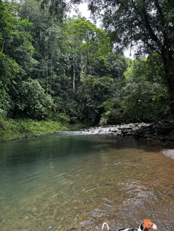 Farm with Beautiful River in Pocora, Guácimo, Limón — ₡ 140 000 000 - Photo 3 of 10