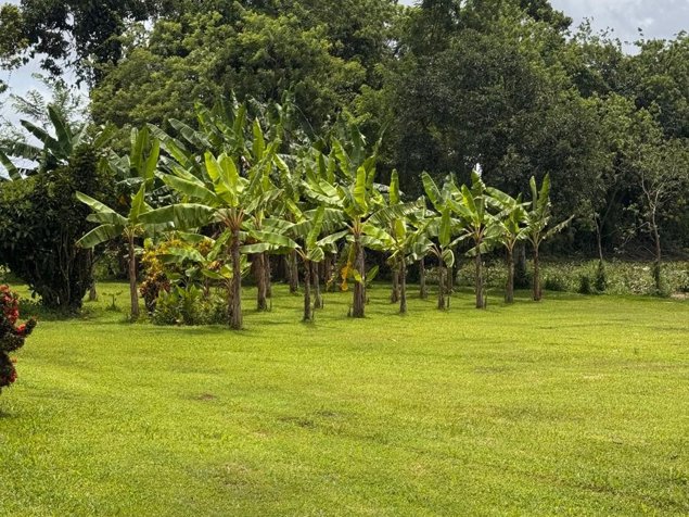 Quinta privada a minutos de Muelle, San Carlos! 🌿 en Cutris, San Carlos, Alajuela — ₡ 82 000 000 - Foto 2 de 13