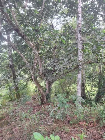 Gran oportunidad – Lote con árboles frutales en Liverpool en Limón — ₡ 15 000 000 - Foto 2 de 5