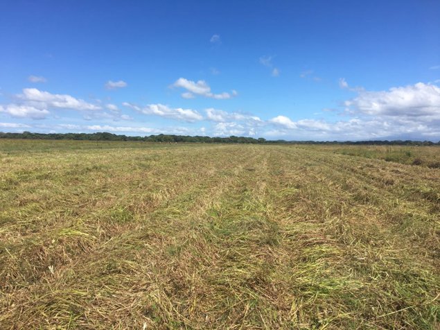 Finca agricola ganadera 294 Ha en Filadelfia Gte en Filadelfia, Carrillo, Guanacaste — $2,352,000