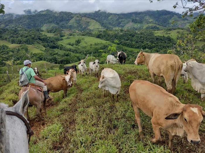 ESPECTACULAR FINCA GANADERA EN SAN VITO, COTO BRUS. in San Vito, Coto Brus, Puntarenas — ₡ 85 000 000