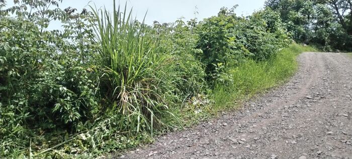 VENTA DE FINCA CAFETALERA, SAN JOSE, ASERRI, LA LEGUA en Aserrí, San José — ₡ 23 000 000