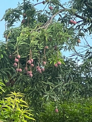 Paraiso de las Frutas, Orotina. en Orotina, Alajuela — ₡ 288 000 000