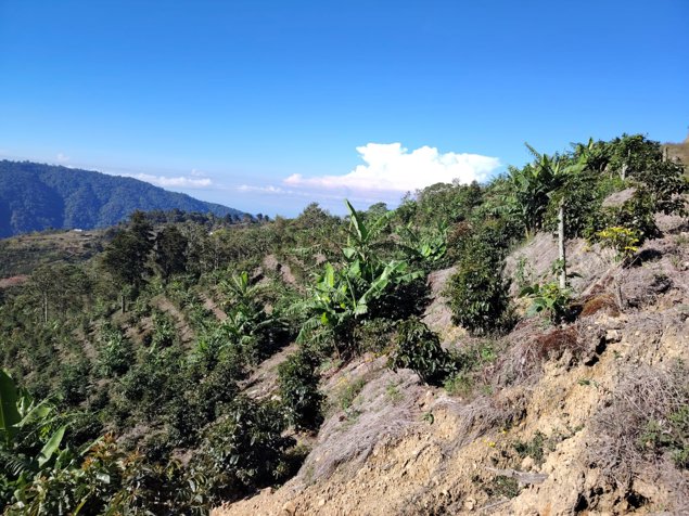 EN VENTA: Espectacular Finca Agrícola y Forestal en Santa María de Dota en Santa María, Dota, San José — ₡ 525 000 000
