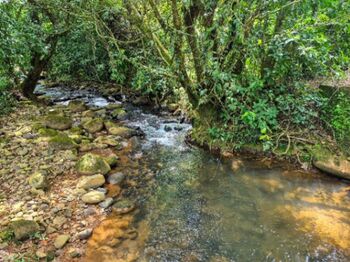 Finca de 1.2 hectares en El Quemado, Cajon en Cajón, Pérez Zeledón, San José — $139,999 - Foto 4 de 5