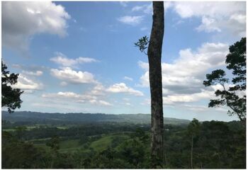VENDO PROPIEDAD EN SAN CARLOS 45.000m2 en Quesada, San Carlos, Alajuela — 198 000 000 ₡ - Foto 4 de 17