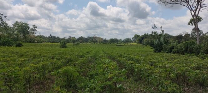 Terreno de 5 hectáreas, 100% Uso Plano con Potencial de Urbanización y Uso Agrícola in El Cairo, Siquirres, Limón — ₡ 110 000 000