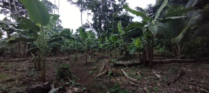 Venta o alquiler finca 7152m2  en Cahuita, Talamanca, Limón — ₡ 87 000 000