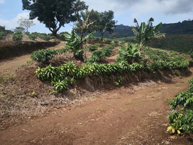 SE VENDE FINCA CAFETALERA EN NARANJO DE ALAJUELA. in Naranjo, Alajuela — $2,200,000 - Photo 2 of 6