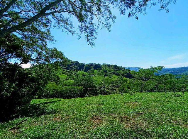 Preciosa Finca en Carrera Buena de San Ramón en Zapotal, San Ramón, Alajuela — ₡ 200 000 000 - Foto 3 de 29