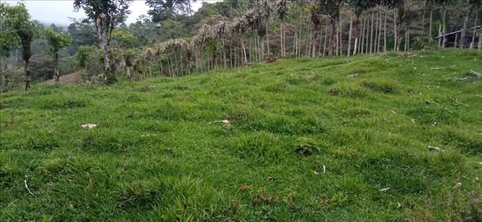 VENDO LOTE EN SANTA CRUZ DE TURRIALBA, CARTAGO en Santa Rosa, Turrialba, Cartago — ₡ 1