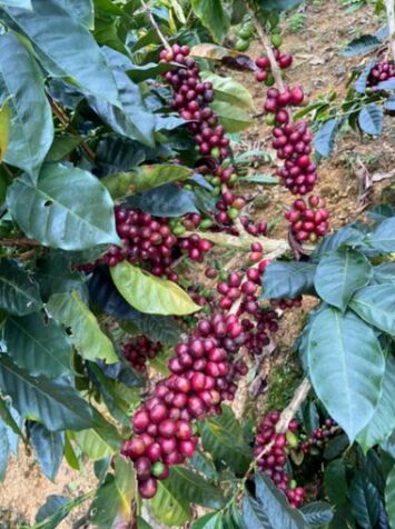 LINDA FINCA DE 12 HA EN TARRAZU in San Lorenzo, Tarrazú, San José — ₡ 155 000 000
