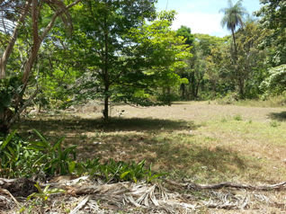 SE VENDE TERRENO EN QUEBRADA GANADO, PUNTARENAS en Jacó, Garabito, Puntarenas — $140,000 - Foto 4 de 16