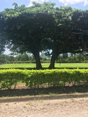VENTA DE LOTE, PUNTARENAS, MIRAMAR, HACIENDA MONTES DE ORO in Miramar, Montes De Oro, Puntarenas — $38,528