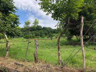 Venta terreno en Balsa de Atenas, frente autopista 27 en Atenas, Alajuela — 116 000 000 ₡ - Foto 4 de 8