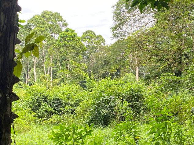 Venta Finca Productiva 96 Ha con Río y Nacientes Cutris San Carlos en Cutris, San Carlos, Alajuela — $1,275,000 - Foto 3 de 14