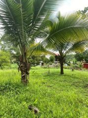 Venta de quinta en Peje Viejo, Florencia. San Carlos. en Florencia, San Carlos, Alajuela — 90 000 000 ₡ - Foto 4 de 13