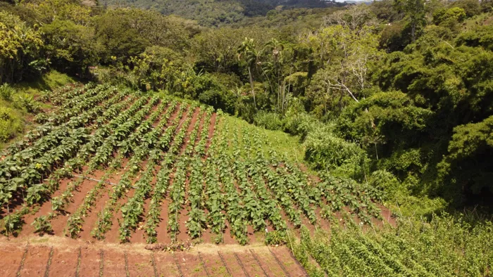 Propiedad con Agua Todo el Año, Ideal para Vivero o Agricultura en Naranjo, Alajuela — $102,000 - Foto 3 de 35