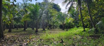 Hermosa propiedad frente a la playa y Golfo Dulce en Puerto Jiménez, Golfito, Puntarenas — $450,000 - Foto 5 de 7