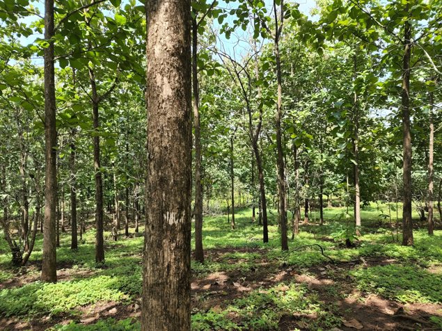 SE VENDE FINCA REFORESTADA EN SANTA RITA OROTINA en Coyolar, Orotina, Alajuela — ₡ 200 000 000