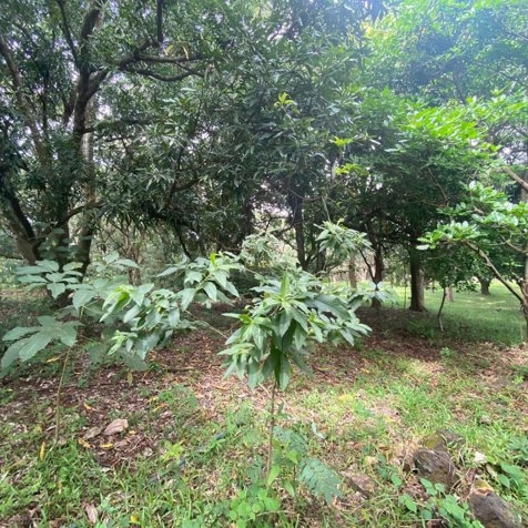 VENTA DE LOTE,  USO MIXTO, ALAJUELA, OROTINA, HACIENDA VIEJA in Hacienda Vieja, Orotina, Alajuela — $275,000