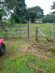 Finca en Venta en Upala | 7 Hectáreas Planas Producción de Piña