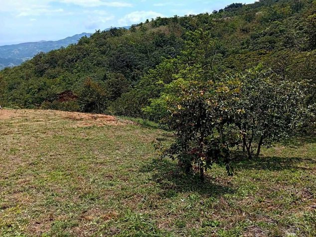 Lote en venta en Piedades Sur, San Ramón | 713 m² in Piedades Sur, San Ramón, Alajuela — ₡ 17 500 000 - Photo 3 of 8