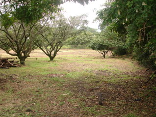 Venta Terreno de Desarrollo Industrial, Alajuela, El Coyol - Foto 2 de 3